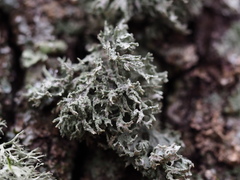 Evernia prunastri