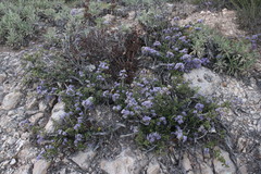 Ceanothus divergens