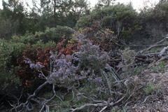 Ceanothus divergens
