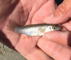 Fundulus grandis