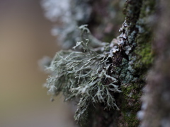 Ramalina farinacea