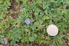 Solanum candolleanum
