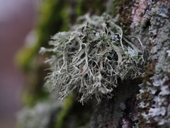 Ramalina farinacea