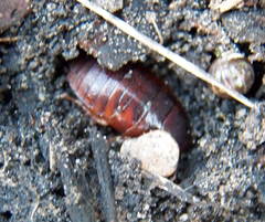 Pycnoscelus surinamensis
