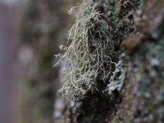 Usnea