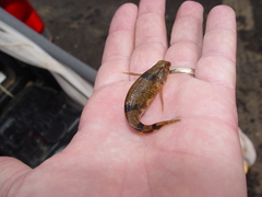 Etheostoma blennius
