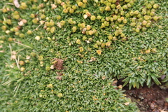 Azorella diapensioides