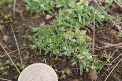 Plagiobothrys humilis