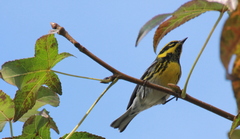 Setophaga townsendi