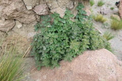 Urtica echinata