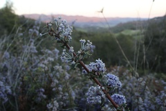 Ceanothus divergens