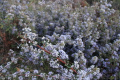 Ceanothus divergens