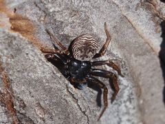 Coriarachne depressa