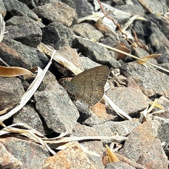 Hermeuptychia gisella