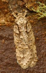 Izatha attactella