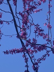 Cercis occidentalis