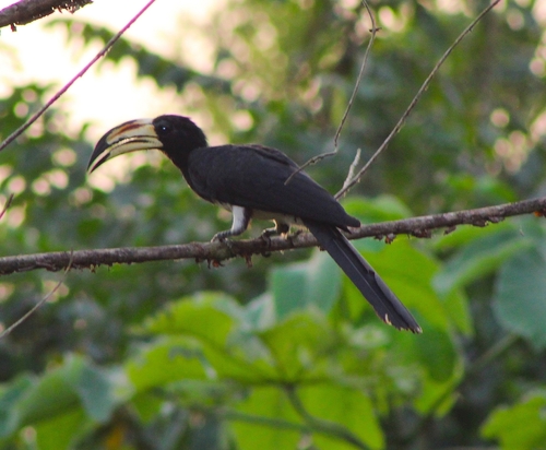 West African Pied Hornbill