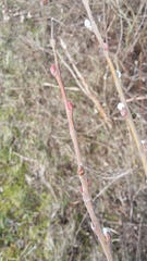 Salix × multinervis