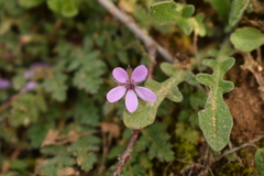 Erodium cicutarium