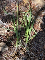 Iris verna