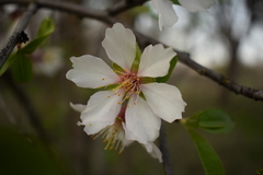 Prunus amygdalus