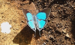 Hemiolaus caeculus