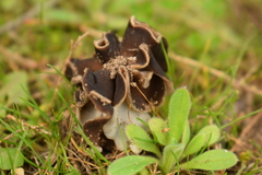 Helvella monachella