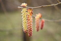 Populus nigra