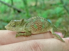 Bradypodion caeruleogula