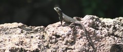 Sceloporus minor