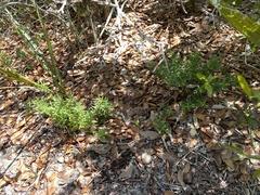 Dicerandra frutescens