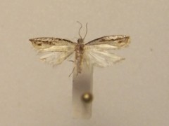 Holocola parthenia