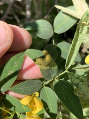 Adurgoa gonagra