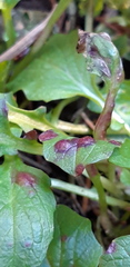 Puccinia lapsanae
