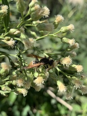 Polistes cinerascens