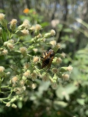 Polistes cinerascens