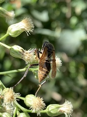 Polistes cinerascens