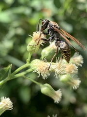 Polistes cinerascens