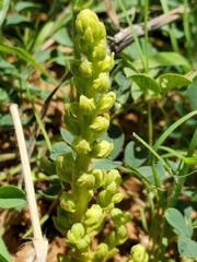 Alectra orobanchoides