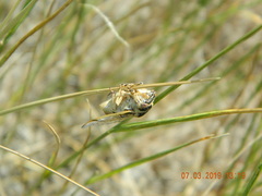 Cicadatra platyptera