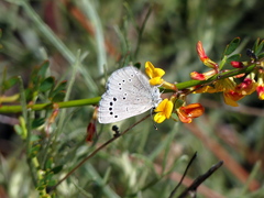 Glaucopsyche lygdamus australis