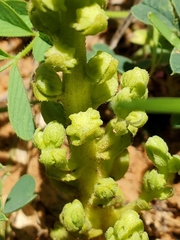 Alectra orobanchoides