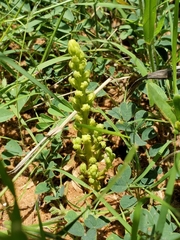 Alectra orobanchoides