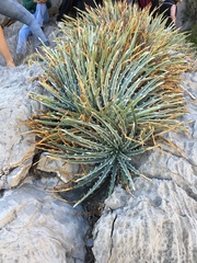 Hechtia mapimiana