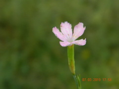 Dianthus pallens
