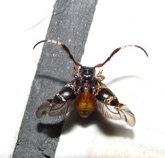 Tessarecphora arachnoides