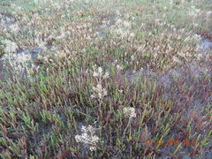 Lepidium cartilagineum