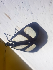 Phaegorista xanthosoma
