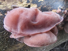 Auricularia auricula-judae
