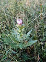 Cirsium alatum